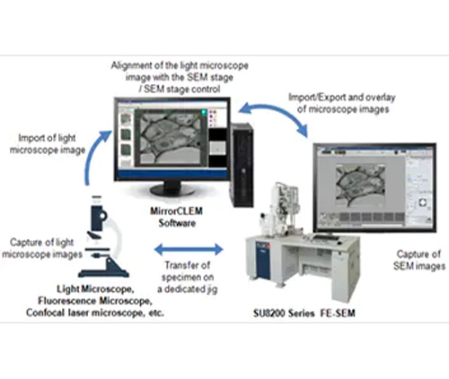 汉中光-电联用显微镜法（CLEM）系统 MirrorCLEM